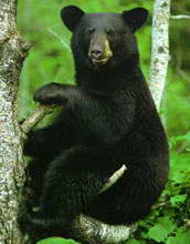 Photo of a black bear sitting on a branch in a tree.